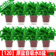 綠有意綠蘿盆栽室內(nèi)植物花卉綠植水培長藤垂吊大葉綠籮新房家用吸除甲醛 【10包肥料】原盆儲水綠蘿8盆 帶盆帶土發(fā)貨