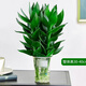 創(chuàng)京鑫選觀音竹富貴竹水培植物帶根花卉綠植綠蘿室內盆栽轉運竹不支持退換 觀音竹3棵簡易杯+營養(yǎng)液 0cm 不含托盤