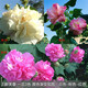鹿凌青陽臺(tái)庭院盆栽木芙蓉花苗 三花 重瓣木芙蓉花一日三變色F5 三醉芙蓉3色20-30厘米 不含盆