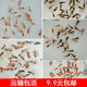金魚活魚淡水冷水觀賞魚飼料蘭壽金魚蝶尾泰獅水泡珍珠小魚苗金魚 1-2cm未選魚苗混搭10送5條