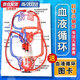 UOSU血液循環(huán)模型心臟物理生物實(shí)驗毛細血管DIY人體血液循環(huán)手工物理材料教具小學(xué)生科學(xué)實(shí)驗 血液循環(huán)模型(1套)