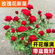 臨雅玫瑰花苗四季開(kāi)花盆栽多頭玫瑰花樹(shù)苗云南可食用平陰大馬士革花卉 墨紅玫瑰12厘米原生盆苗