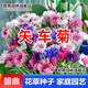 碧鼎矢車(chē)菊花種子四季易種活藍色矢車(chē)菊種子室外庭院綠化耐寒花卉種籽 混色矢車(chē)菊種子 1000粒
