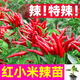 康和豐山東壽光摘不敗紅小米辣秧苗幼苗特辣朝天椒種子四季高產(chǎn)辣椒盆栽 紅小米辣苗5棵+送1棵+10g肥