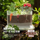 原起點(diǎn)兒童植物種植小盆栽生長(cháng)發(fā)芽觀(guān)察盒盲盒草莓豌豆種子蔬菜籽小花農 【禮盒裝】6款-蔬果根系觀(guān)察套裝