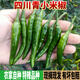 拉爾莊園四川青小米椒 特辣青小米辣椒 青朝天椒 新鮮蔬菜 1斤
