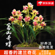 劉閣蘭花現(xiàn)帶超多花芽建蘭 富山奇蝶 奇花濃香四季蘭庭院盆栽綠植花卉 富山奇蝶5苗連體帶花苞 配簡易盆土肥