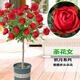 樹(shù)狀月季大花高桿嫁接棒棒糖型樹(shù)樁盆栽四季開(kāi)花別墅庭院濃香花卉 茶花女1公分粗60-80高 不含盆