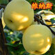 子暄維納斯黃金蘋(píng)果樹(shù)苗糖心蘋(píng)果苗新品種特大正宗嫁接地栽南北方種植 5年苗()款