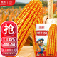 大禹鄭單958玉米種子國審產(chǎn)高矮大棒雜交抗旱抗倒官方正品矮桿包谷 國審鄭單958玉米種子500g