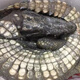 龍?jiān)歹r新鮮現(xiàn)殺帶皮鱷魚人工養(yǎng)殖食用鱷魚尾鱷魚腿生鮮鱷魚肉春節(jié)送禮 整只帶皮去內(nèi)臟30斤左右