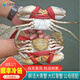 【活鮮】特大青蟹鮮活 超大母膏蟹公蟹肉蟹 中秋禮品 肉蟹母蟹 1.5斤 (3-5只）