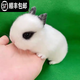 仟蕓兔子活物侏儒兔鳳眼小型茶杯兔長(cháng)不大不咬人宿舍貓貓荷蘭垂耳活體 熊貓侏儒兔