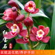 劉閣蘭花蘭花苗盆栽夏帶花苞發(fā)貨名貴花卉 金秋歲月四季開(kāi)花綠植室內香蘭 紅寶石3苗連體帶盆土肥,說(shuō)明書(shū)