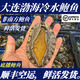 鮮活鮑魚大連底播鮑魚渤海冷水鮑魚大鮑魚小鮑魚活發(fā)【順豐特快】 10只/約7cm（1-1.2斤）