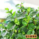 食用薄荷種子貓薄荷盆栽四季室內驅蚊蟲(chóng)植物陽(yáng)臺易種花卉種孑籽 留香薄荷100粒 不含盆