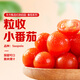 東方甄選粒收小番茄小西紅柿蔬菜柿子酸甜多汁應季水果生熟兩吃 3斤 （到手約90-130顆）