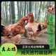佃蔬蔬竹林土雞天然放養五谷喂養500天以上老母雞凈重2.5斤（買(mǎi)三送一） 只