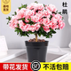 臨雅杜鵑花盆栽花卉植物室內陽(yáng)臺四季開(kāi)花鮮花帶花苞樹(shù)苗綠植好養易活 【中苗】桃紅杜鵑+肥料