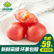 小湯山 番茄 約400g 新鮮蔬菜基地種植當(dāng)天采摘