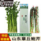 鑫果滋【順豐】山東特產(chǎn)正宗章丘鮑芹 嫩芹菜新鮮蔬菜芹菜生吃沙拉可榨 順豐 5斤 【精品鮑芹芽子】 推薦