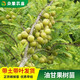 正宗嫁接油柑樹(shù)苗嫁接庭院盆栽余柑果樹(shù)苗耐寒油甘苗南方種植果苗 雙季大果甜油甘4年苗帶土帶育苗 40cm(含)-50cm(不含)