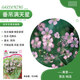 京農研花種子大小葫蘆種籽向日葵太陽(yáng)花紫蘇虞美人薰衣草貓薄荷陽(yáng)臺盆栽 垂吊滿(mǎn)天星 約30粒