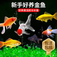 瘋狂水草草金魚(yú)觀(guān)賞魚(yú)冷水魚(yú)小金魚(yú)淡水魚(yú)金魚(yú)活魚(yú)獅子頭耐活寵物魚(yú)小魚(yú) 精品金魚(yú)＋孔雀魚(yú) 買(mǎi)3送1備損