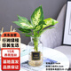 行湘水培綠植桌面綠植盆栽觀葉盆景 銀皇后1株+廣口玻璃瓶 源頭直發(fā)
