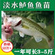 優(yōu)質(zhì)鱸魚(yú)苗七星加州鱸魚(yú)苗路亞苗大口黑鱸魚(yú)苗冷水淡水養殖魚(yú)苗湘 優(yōu)質(zhì)鱸魚(yú)苗2-4厘米（偏?。?00條