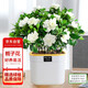花行榜室內(nèi)盆栽花卉植物水培綠植 大盆梔子花（菠蘿吸水盆）源頭直發(fā)