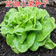 奶油生菜種子可生吃的生菜種籽陽(yáng)臺盆栽四季易種植蔬菜種子大全 奶油生菜種子【1包 約300?！? title=