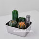 IXJSN夏洛特花園 仙人掌盆栽 辦公室桌面多肉植物 室內創(chuàng  )意綠植花卉 沙漠便當：龍欒兜肋+石像+鋪面黑石
