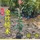 正宗金絲楠木樹(shù)苗小葉金絲楠木樹(shù)苗小葉楨楠木樹(shù)苗南北方種植地栽 金絲楠木20公分高（1棵）