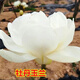 駿灝買(mǎi)1送2 玉蘭花樹(shù)苗四季開(kāi)花庭院盆栽白紫廣玉蘭樹(shù)苗矮化耐寒超矮 牡丹玉蘭 6年苗當年開(kāi)花比較多1送2發(fā)3