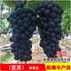 滬乾夏黑無(wú)核葡萄苗 嫁接葡萄苗無(wú)核葡萄樹(shù)苗 夏黑葡萄苗當年結果 4年苗 80cm(含)-89cm(含)