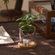 八芽趣味鮮活苔蘚微型景觀創(chuàng)意室內(nèi)桌面生態(tài)綠植盆栽盆景懶人好養(yǎng)植物 觀山狼尾蕨-小白熊-含竹底托 帶玻璃杯