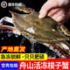 舟山梭子蟹特大活凍野生新鮮大螃蟹大蟹生鮮水產(chǎn)飛蟹大肉蟹順豐 大號梭子蟹【約5-7只 】?jì)糁?斤
