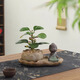 八芽盆栽小盼菩提樹植物室內(nèi)禪意盆景辦公室桌面好養(yǎng)綠植源頭直發(fā)包郵 蓮花盆菩提（頓悟菩薩套裝）