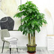 仙植緣【同城配送】高1-2米大型發(fā)財樹(shù)盆栽天堂鳥(niǎo)金錢(qián)樹(shù)開(kāi)業(yè)喬遷綠植物 |約1.75米|步步高發(fā)財樹(shù)|原始盆 專(zhuān)車(chē)送貨 更快更好
