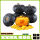 田心貝樂惠和綠貝貝南瓜 單果300-450g  6粒裝 4.5斤 1號會員店 源頭直發(fā)