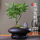 臨雅五福發(fā)財(cái)樹盆栽辦公室內(nèi)書房桌面招財(cái)樹綠植物中式禪意盆景擺件 鵝蛋盆五福發(fā)財(cái)樹+密胺托