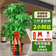 臨雅[同城2小時(shí)達]開(kāi)業(yè)送禮特級發(fā)財樹(shù)天堂鳥(niǎo)綠植大盆栽花卉喬遷植物 【2小時(shí)達】步步高發(fā)財樹(shù)1.6-1.8米【福字盆】