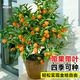 霖畔四季金桔樹(shù)苗盆栽帶果植物室內好養花卉客廳年宵小橘子樹(shù)盆景 金桔【5年壯苗】帶果發(fā)貨