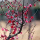 龍辰語(yǔ)梅花盆景樹(shù)樁梅花樹(shù)苗臘梅苗紅梅綠梅烏梅花苗盆栽美人梅花苗梅 烏梅 4年苗以上當(dāng)年開(kāi)花