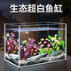 佳璐（jialu） 超白魚缸玻璃桌面客廳生態(tài)小型斗魚金魚造景懶人養(yǎng)魚水草缸 500*270*300mm超白缸 超白裸缸