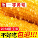 東北玉米新鮮黃玉米糯粘黏甜玉米棒真空包裝即食早餐苞米低熱健身 八個(gè)裝 240g