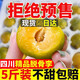 顏曼箐青脆李子 四川蜂糖甜李青脆子脫骨李子新鮮孕婦水果 品質(zhì)果  單果20-25g 5斤裝凈重