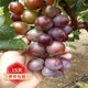 歐悟 特大巨峰葡萄樹(shù)苗 無(wú)籽葡萄苗庭院陽(yáng)臺(tái)盆栽地栽果樹(shù)苗南北方種植 超級(jí)無(wú)籽【8年苗-結(jié)果多】