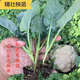 花菜苗 花菜秧苗 新鮮菜花 秋冬季節(jié)蔬菜苗 西蘭花苗 白花菜 白花菜苗20顆